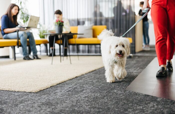 Ein weiße Hund mit eine Mensch geht am Floor im Büro