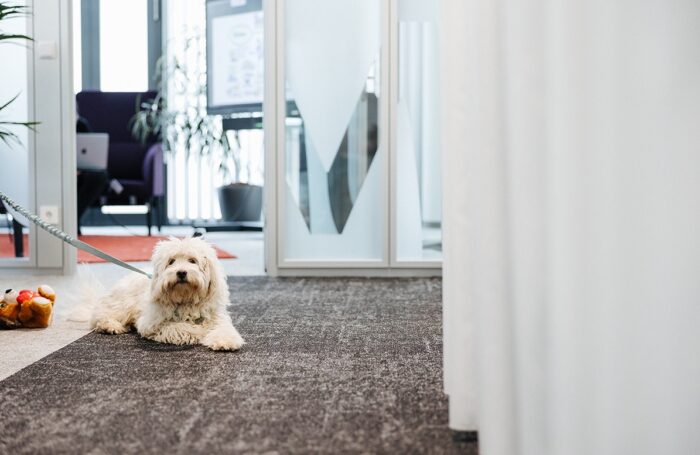 Ein weiße Hund liegt am Boden im Büro