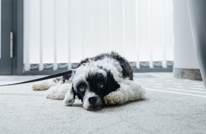 Es liegt am Boden einen weiß-schwarzen Hund im Büro